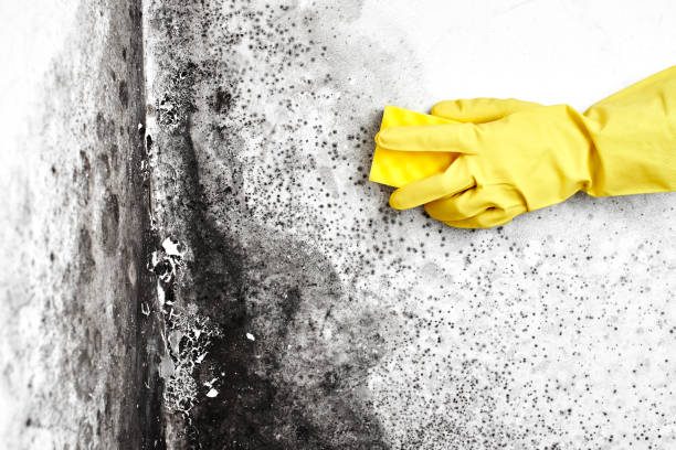 Best Forensic Mold Investigation  in Canton, MO