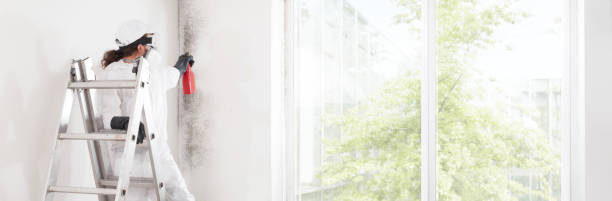 Best Mold Removal for HVAC Installations  in Canton, MO